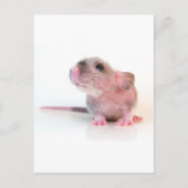 Baby Gobi Rat Postkarte (Vorderseite)