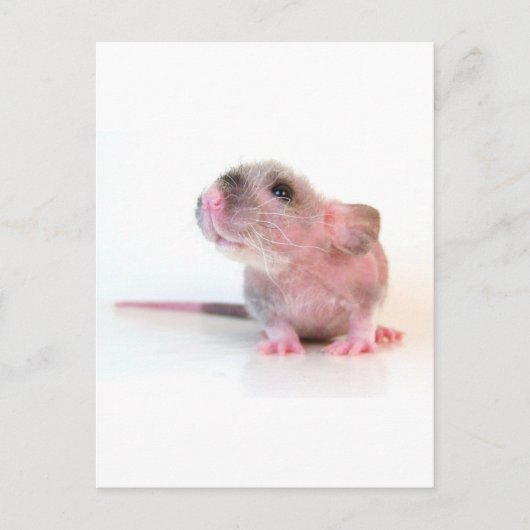 Baby Gobi Rat Postkarte (Vorderseite)
