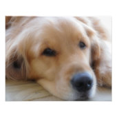 Baby, Golden Retriever Foto Print (Vorne)