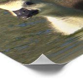 Baby Goose Foto Poster (Ecke)