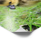 Baby Goose Fotodruck (Ecke)