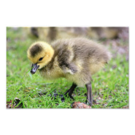 Baby Goose Fotodruck