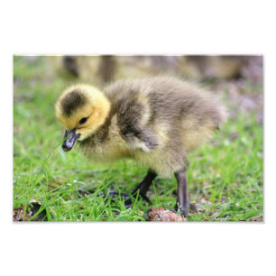 Baby Goose Fotodruck