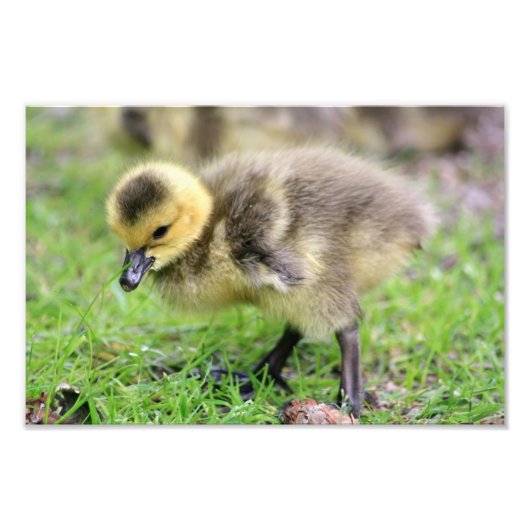 Baby Goose Fotodruck (Vorne)