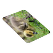 Baby Goose Magnet (Rechte Seite)