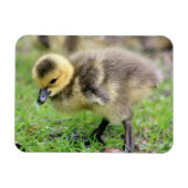 Baby Goose Magnet (Horizontal)