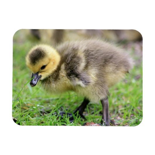 Baby Goose Magnet (Horizontal)