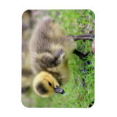 Baby Goose Magnet (Vertikal)