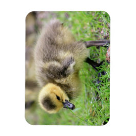 Baby Goose Magnet