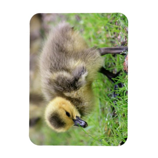 Baby Goose Magnet (Vertikal)