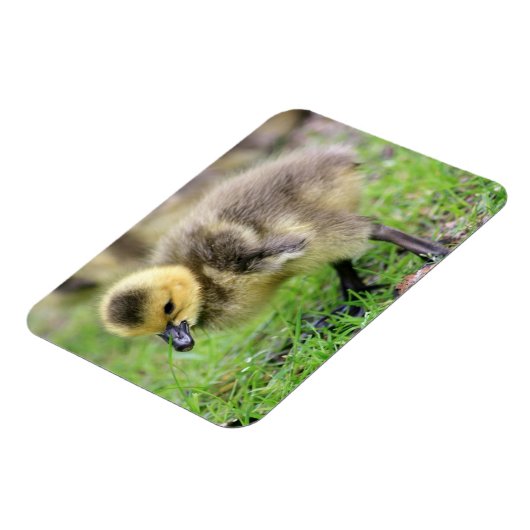 Baby Goose Magnet (Linke Seite)