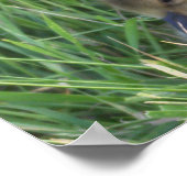 Baby Goose Poster (Ecke)