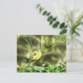 Baby Goose Postkarte (Stehend Vorderseite)