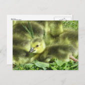 Baby Goose Postkarte (Vorne/Hinten)
