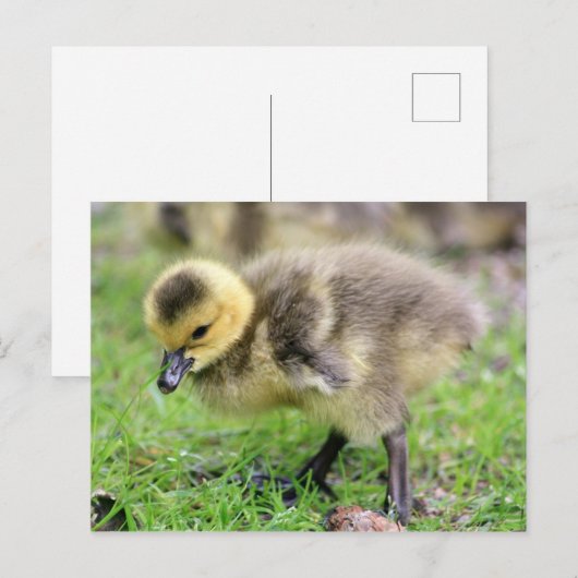 Baby Goose Postkarte (Vorne/Hinten)
