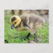 Baby Goose Postkarte (Vorderseite)