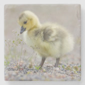 Baby Goose Untersetzer (Vorderseite)