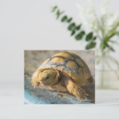 Baby Gopher Tortoise Postkarte (Stehend Vorderseite)