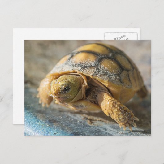 Baby Gopher Tortoise Postkarte (Vorne/Hinten)