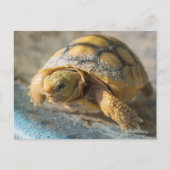 Baby Gopher Tortoise Postkarte (Vorderseite)