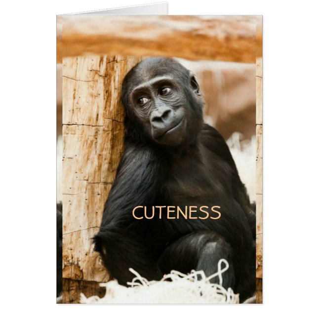 Baby Gorilla (Vorne)