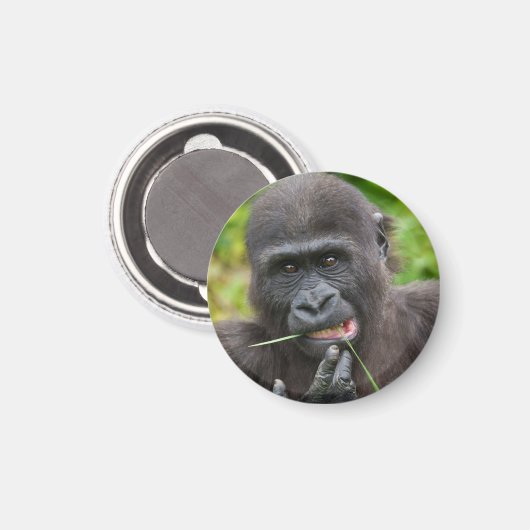 Baby Gorilla Cutness Magnet (Vorderseite/Rückseite)