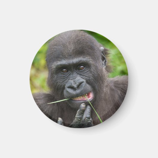 Baby Gorilla Cutness Magnet (Vorne)