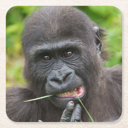 Baby Gorilla Cutness Rechteckiger Pappuntersetzer (Vorderseite)