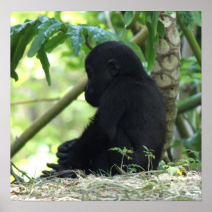 Baby Gorilla Poster