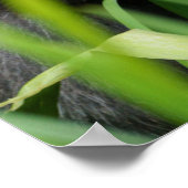 Baby Gorilla Poster (Ecke)