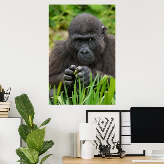 Baby Gorilla Poster (Heimbüro)