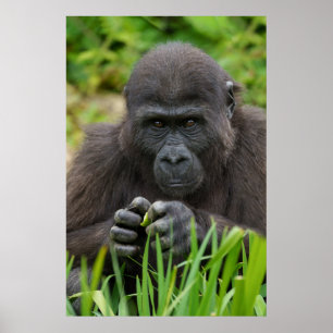 Baby Gorilla Poster