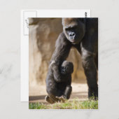 Baby Gorilla Postkarte (Vorne/Hinten)