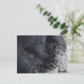 Baby Gorilla Postkarte (Stehend Vorderseite)