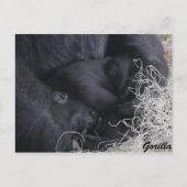 Baby Gorilla Postkarte (Vorderseite)