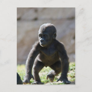 Baby Gorilla Postkarte