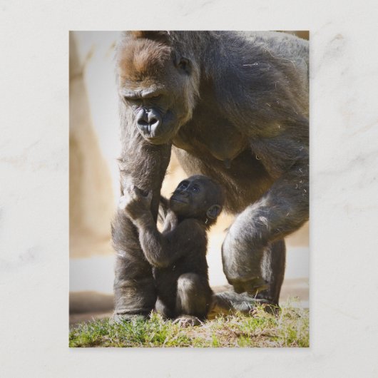 Baby Gorilla Postkarte (Vorderseite)