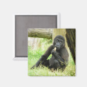 Baby Gorilla Snacking Magnet (Vorderseite/Rückseite)
