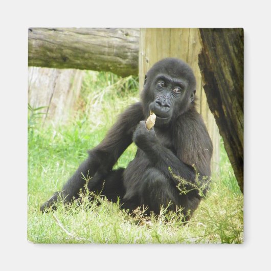 Baby Gorilla Snacking Magnet (Vorne)