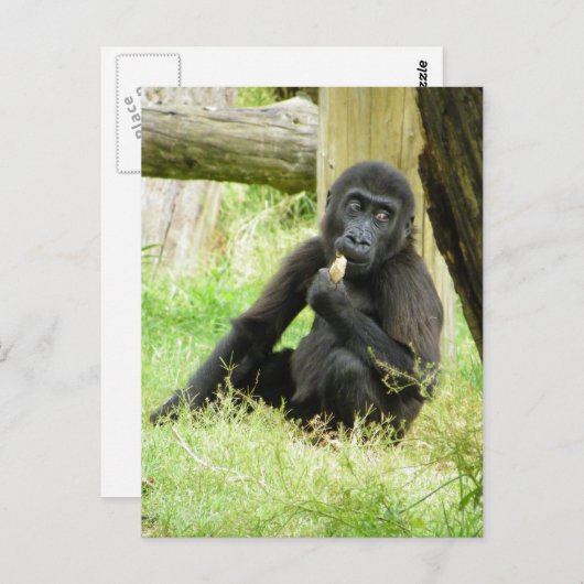 Baby Gorilla Snacking Postkarte (Vorne/Hinten)