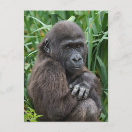 Baby Gorilla Tapestry Postkarte