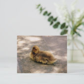 Baby Gosling im Frühjahr Postkarte (Stehend Vorderseite)