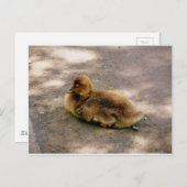 Baby Gosling im Frühjahr Postkarte (Vorne/Hinten)