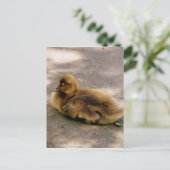 Baby Gosling im Frühjahr Postkarte (Stehend Vorderseite)
