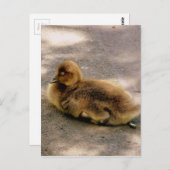 Baby Gosling im Frühjahr Postkarte (Vorne/Hinten)
