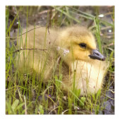 Baby Gosling Square Foto Print (Vorne)