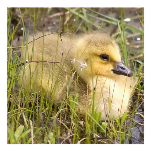 Baby Gosling Square Foto Print (Vorne)