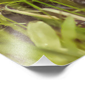 Baby Gosling Square Foto Print (Ecke)