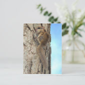 Baby Gray Eichhörnchen Postcard Postkarte (Stehend Vorderseite)