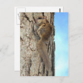 Baby Gray Eichhörnchen Postcard Postkarte (Vorne/Hinten)